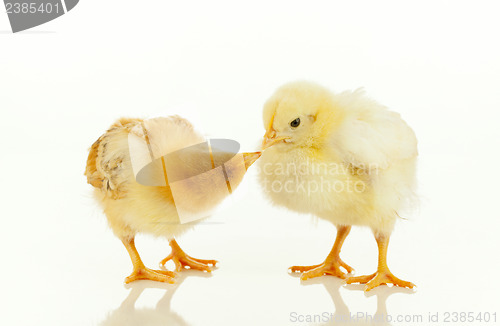Image of Two newborn chickens