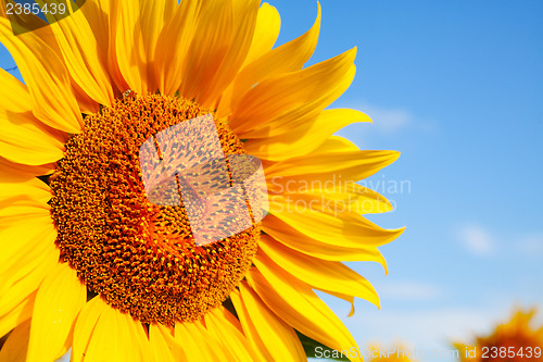 Image of Sunflower head's close up against blue sky