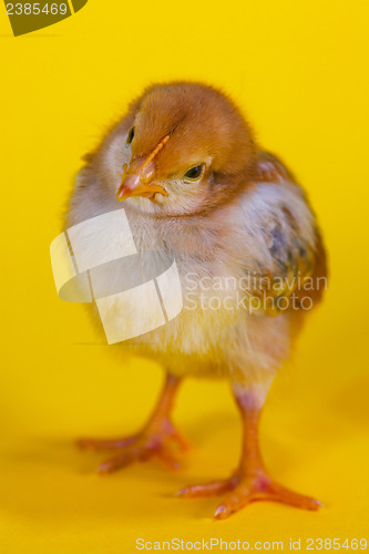 Image of Small baby chicken