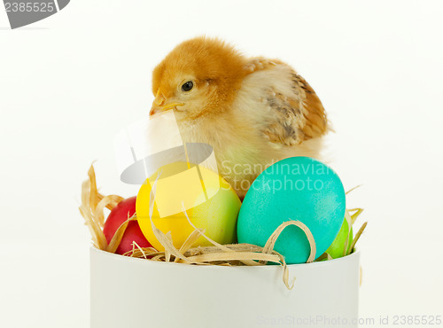 Image of Small chicken sitting in a box