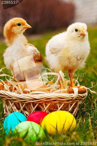 Image of Two small baby chickens with colorful Easter eggs