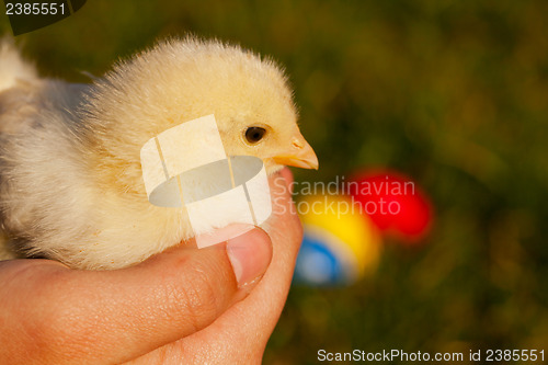 Image of Little yellow chicken in palms 