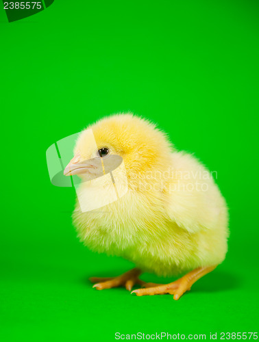 Image of Newborn yellow chicken