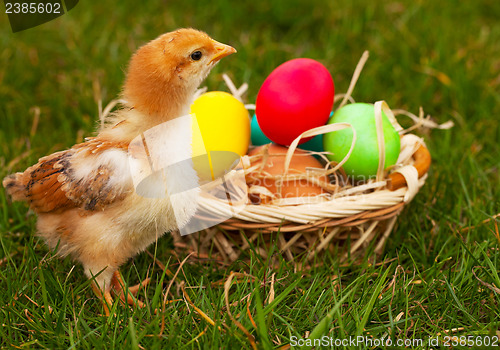 Image of Small baby chickens with colorful Easter eggs