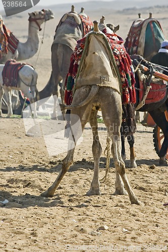 Image of Camel ride