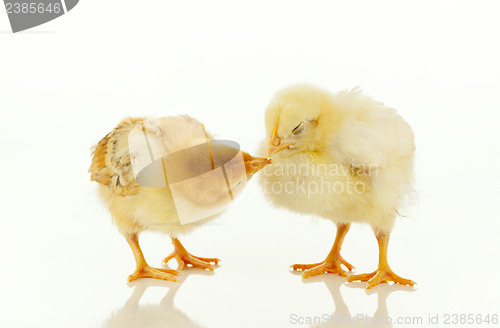 Image of Two newborn chickens