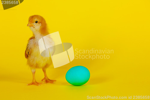 Image of Newborn chicken with yellow egg