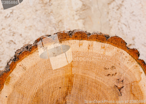 Image of Oak log with brown bark