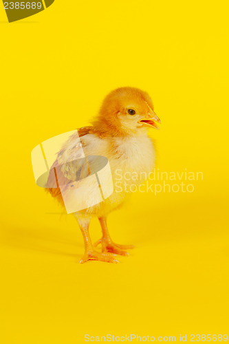Image of Small baby chicken
