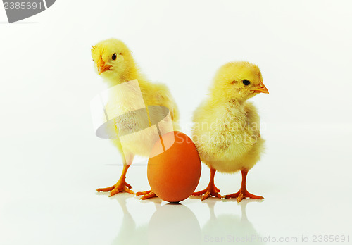 Image of Two newborn chickens with egg