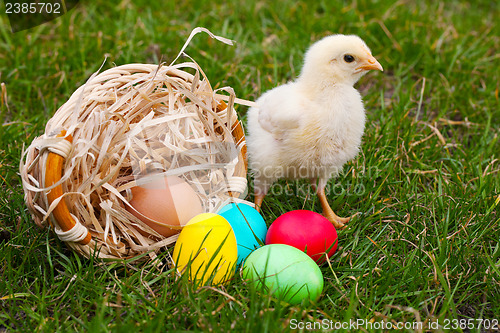 Image of Small baby chickens with colorful Easter eggs