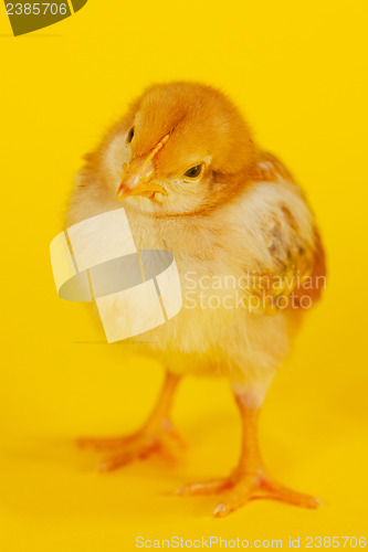 Image of Small baby chicken