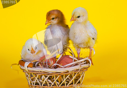 Image of Small baby chickens with Easter eggs