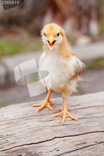 Image of Small baby chicken outdoors