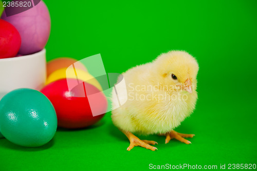 Image of Basket with the Easter eggs and small yellow chicken