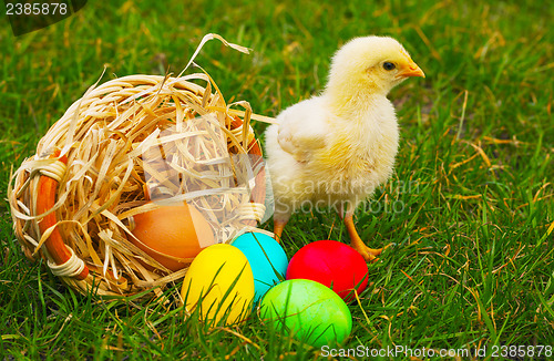 Image of Small baby chickens with colorful Easter eggs