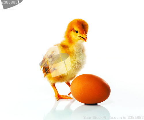 Image of Newborn chicken with yellow egg