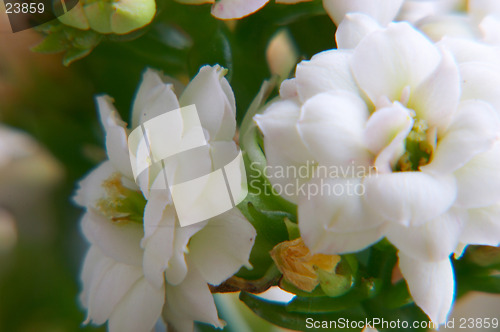 Image of White kalanchoe