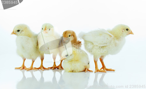 Image of Five small baby chickens