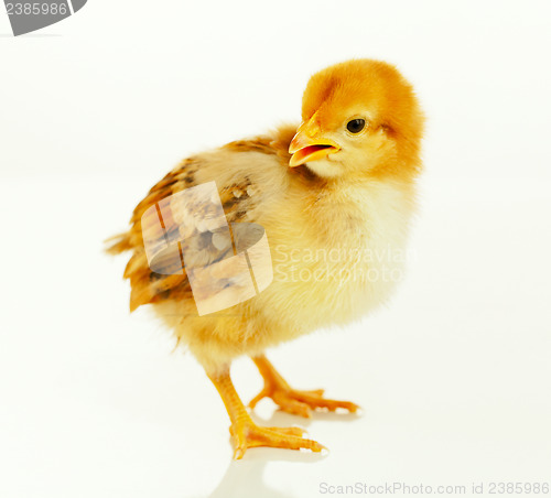 Image of Small baby chicken