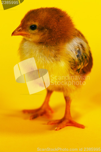 Image of Small baby chicken
