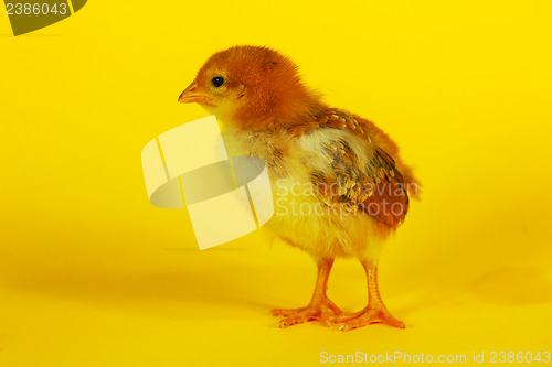 Image of Small baby chicken