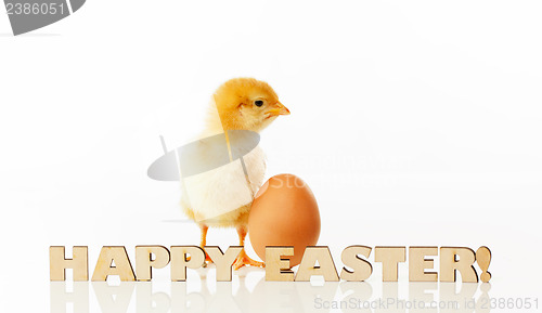 Image of Newborn chicken with yellow egg