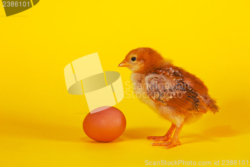 Image of Small chicken staying with Easter egg