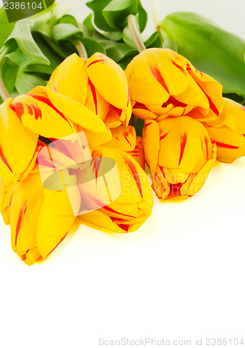 Image of Bunch of yellow tulips
