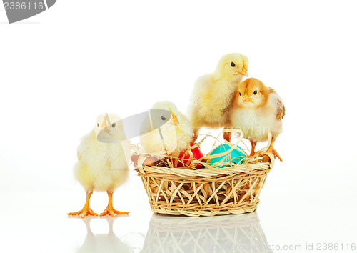 Image of Basket with the Easter eggs and small chickens