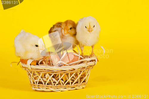 Image of Small baby chickens with colorful Easter eggs