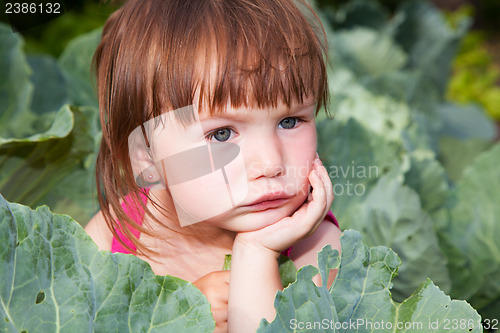 Image of Small girl sitting in the cabbiges