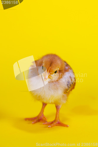 Image of Small baby chicken