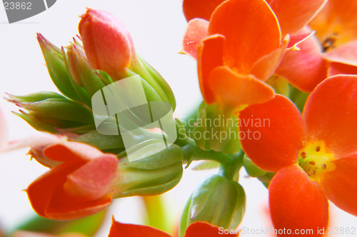 Image of Red kalanchoe