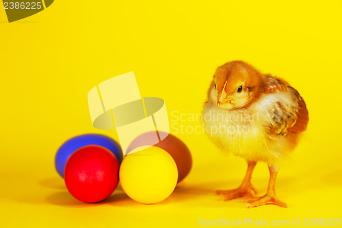 Image of Small chicken staying with colorful Easter eggs
