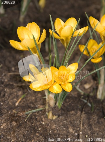 Image of Crocus