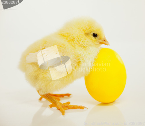 Image of Newborn chicken with yellow egg