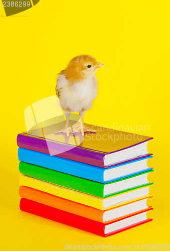 Image of Small baby chicken on a stack of books