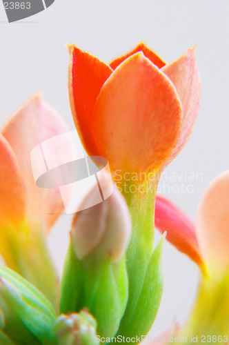 Image of red kalanchoe