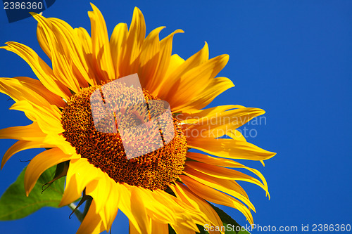 Image of Sunflower head's close up 