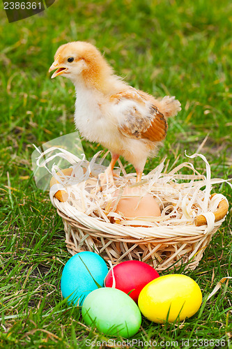 Image of Small chicken with colorful Easter eggs