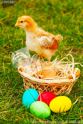 Image of Small chicken with colorful Easter eggs