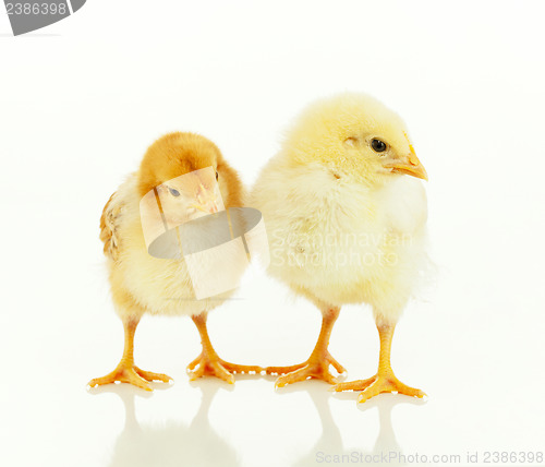 Image of Two small newborn chickens