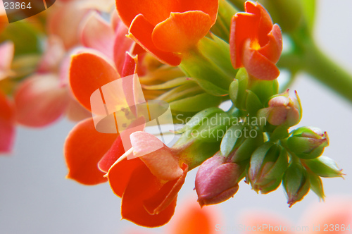 Image of Red kalanchoe