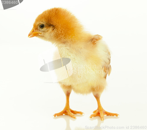 Image of Small chicken 