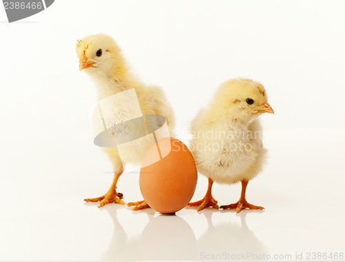 Image of Two newborn chickens with egg