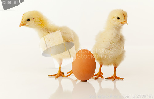 Image of Two newborn chickens with egg