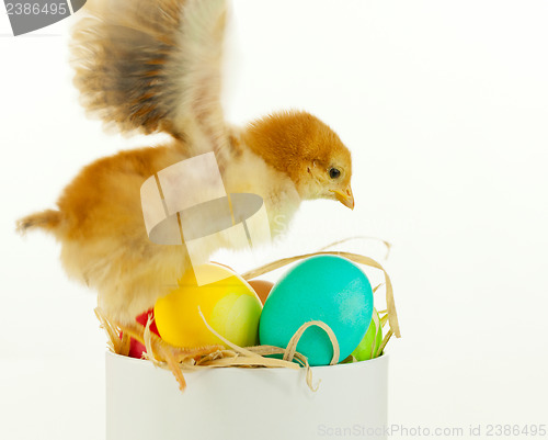 Image of Little chicken with colorful eggs