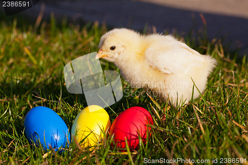 Image of Small chicken with colorful Easter eggs