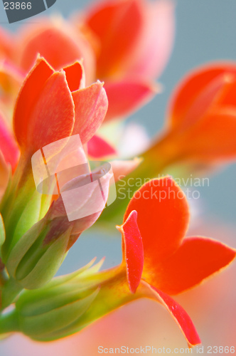 Image of red kalanchoe